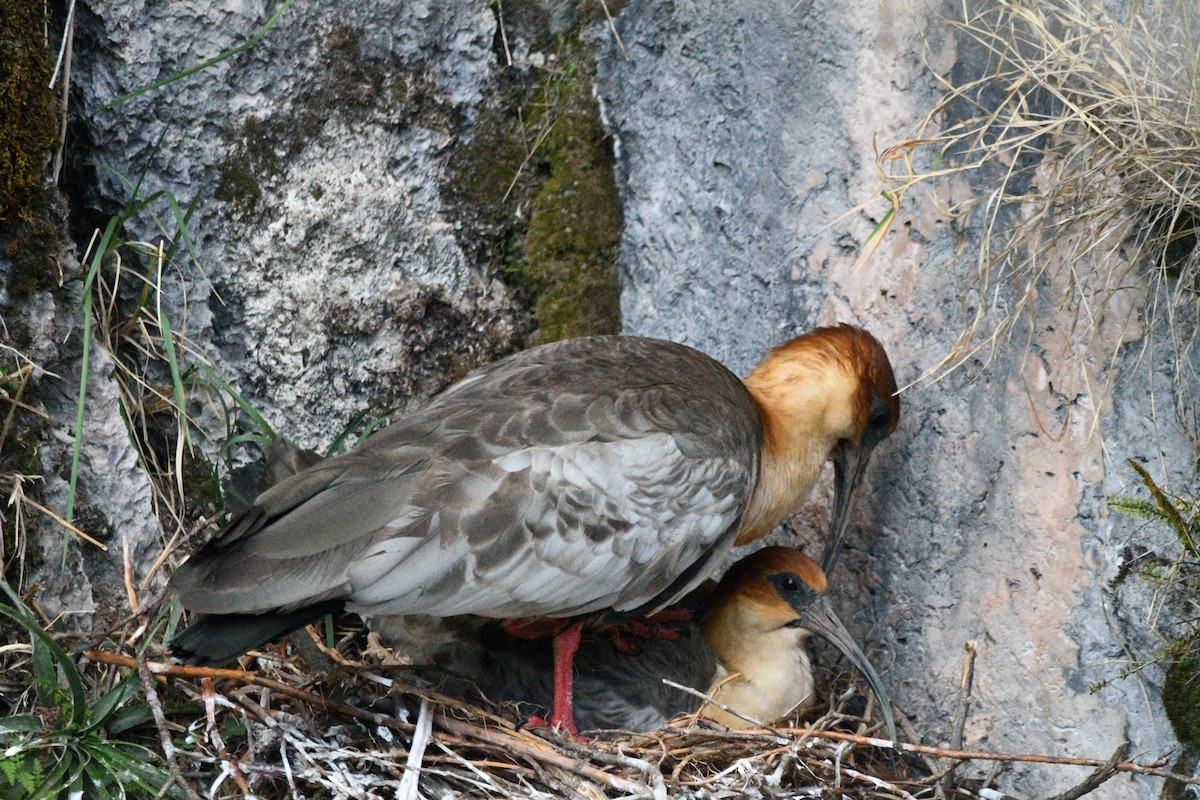 Andean Ibis - ML646143447