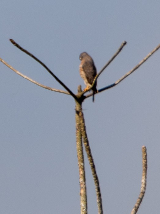 káně krahujová - ML646143448