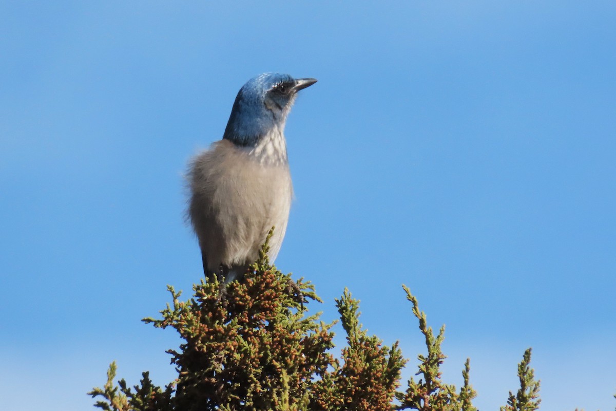 sojka vnitrozemská - ML646143449