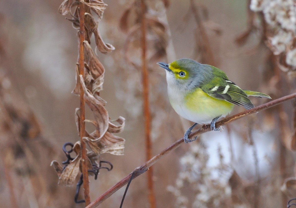 White-eyed Vireo - ML646143451
