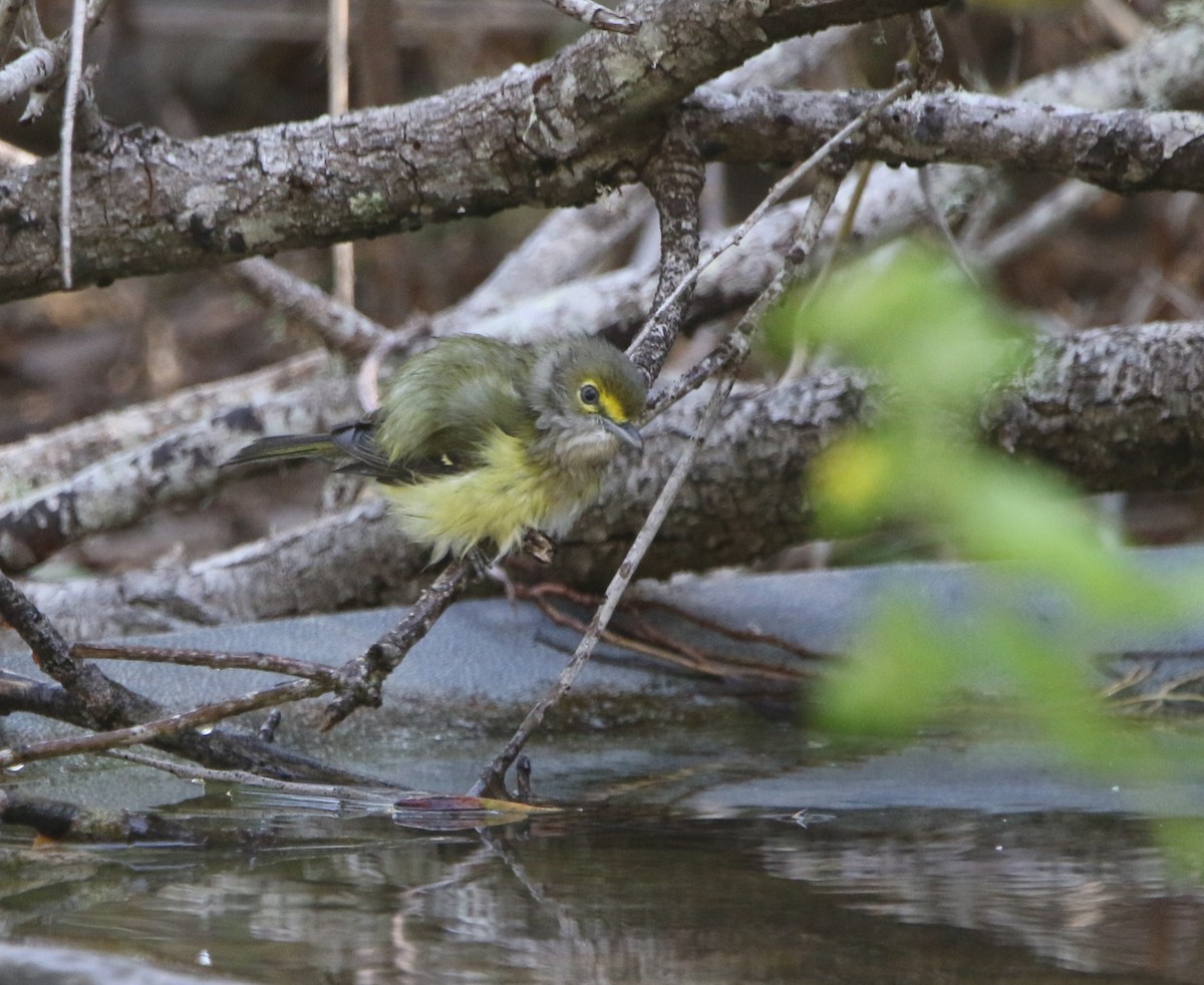 White-eyed Vireo - ML646143453