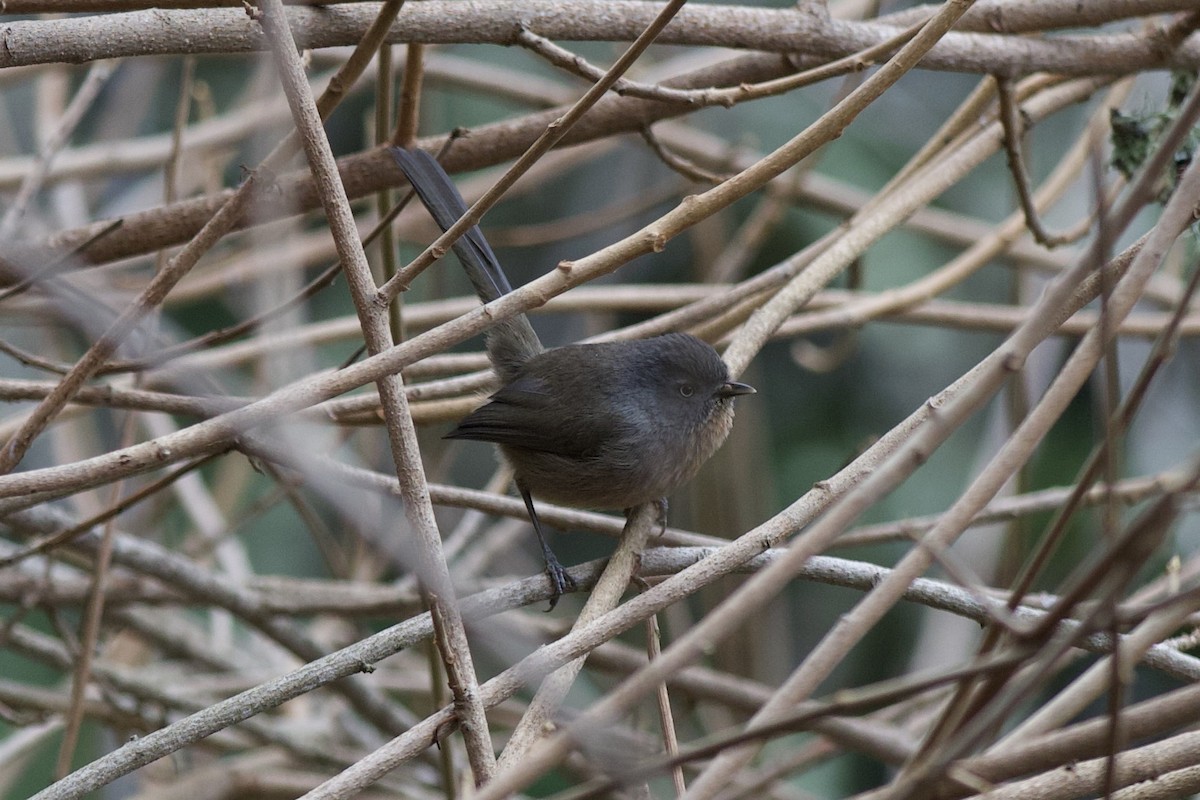 Wrentit - ML646143463