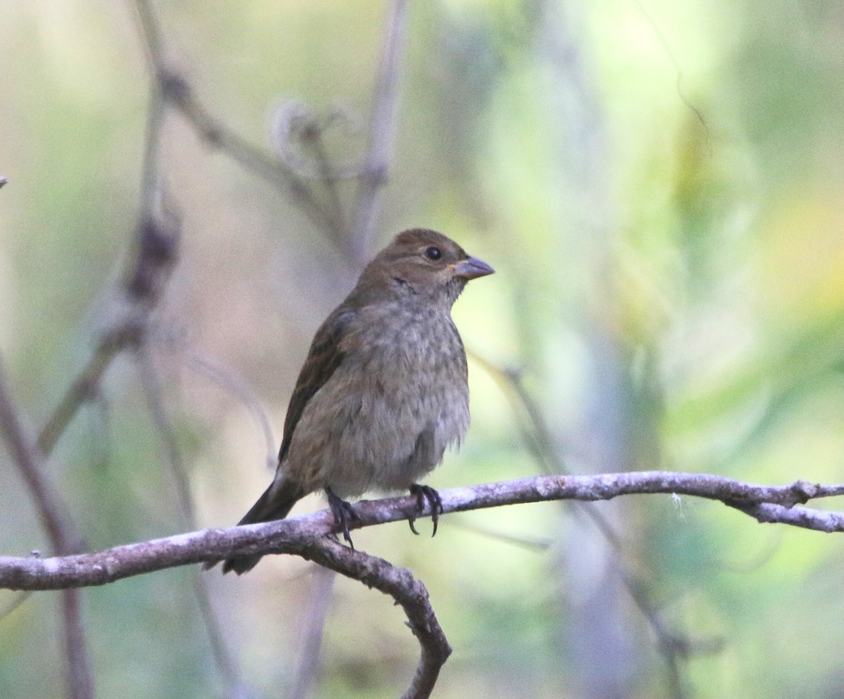 Indigo Bunting - ML646143466