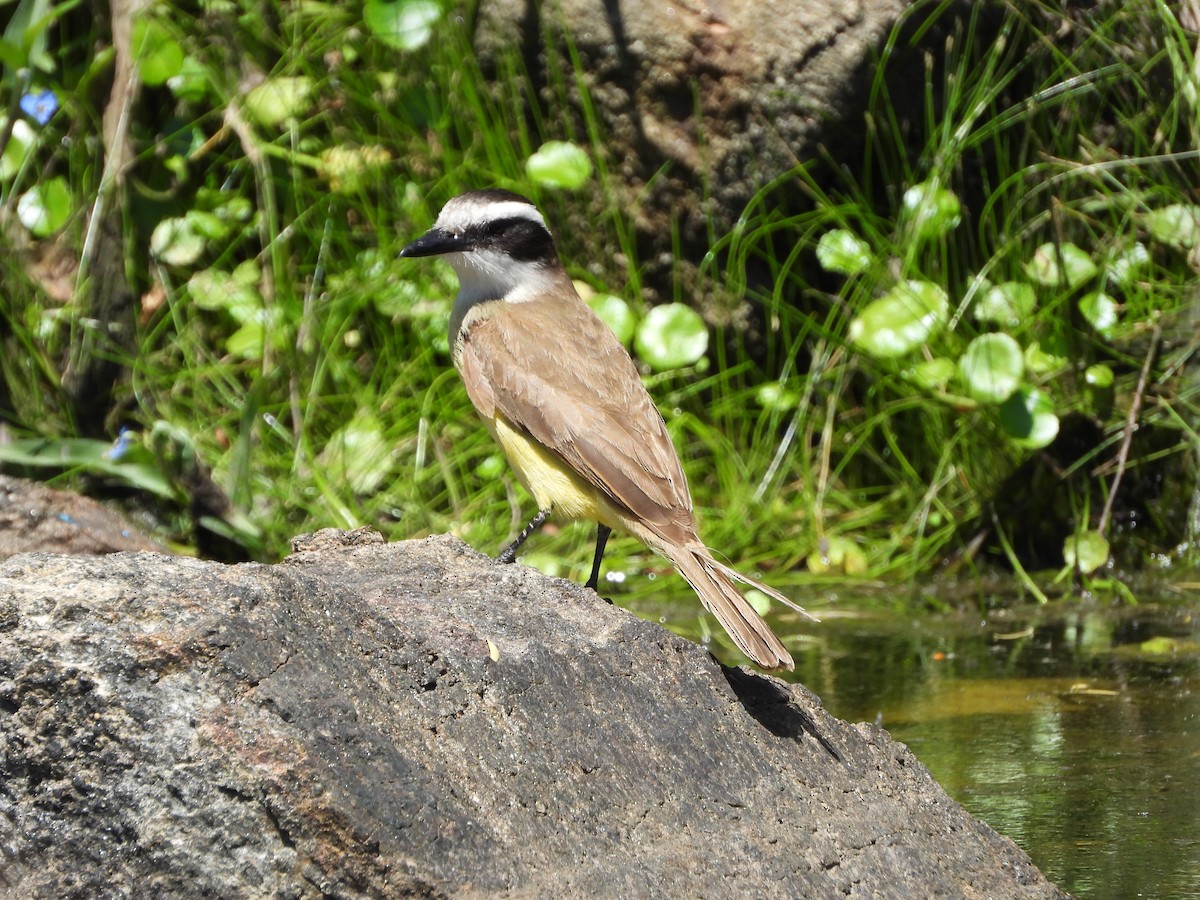 Great Kiskadee - ML646143467