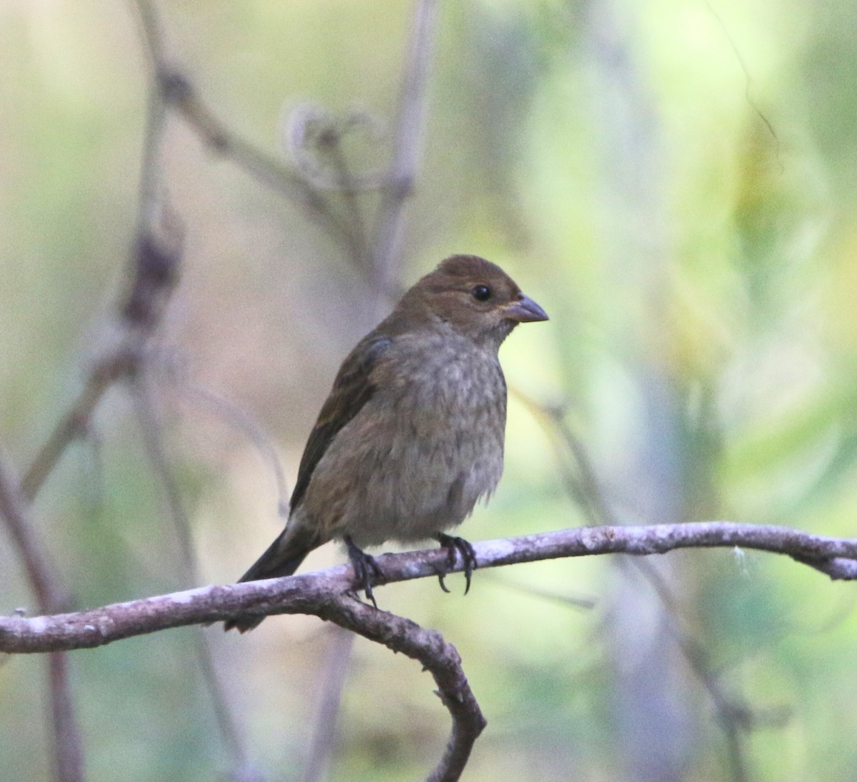 Indigo Bunting - ML646143469
