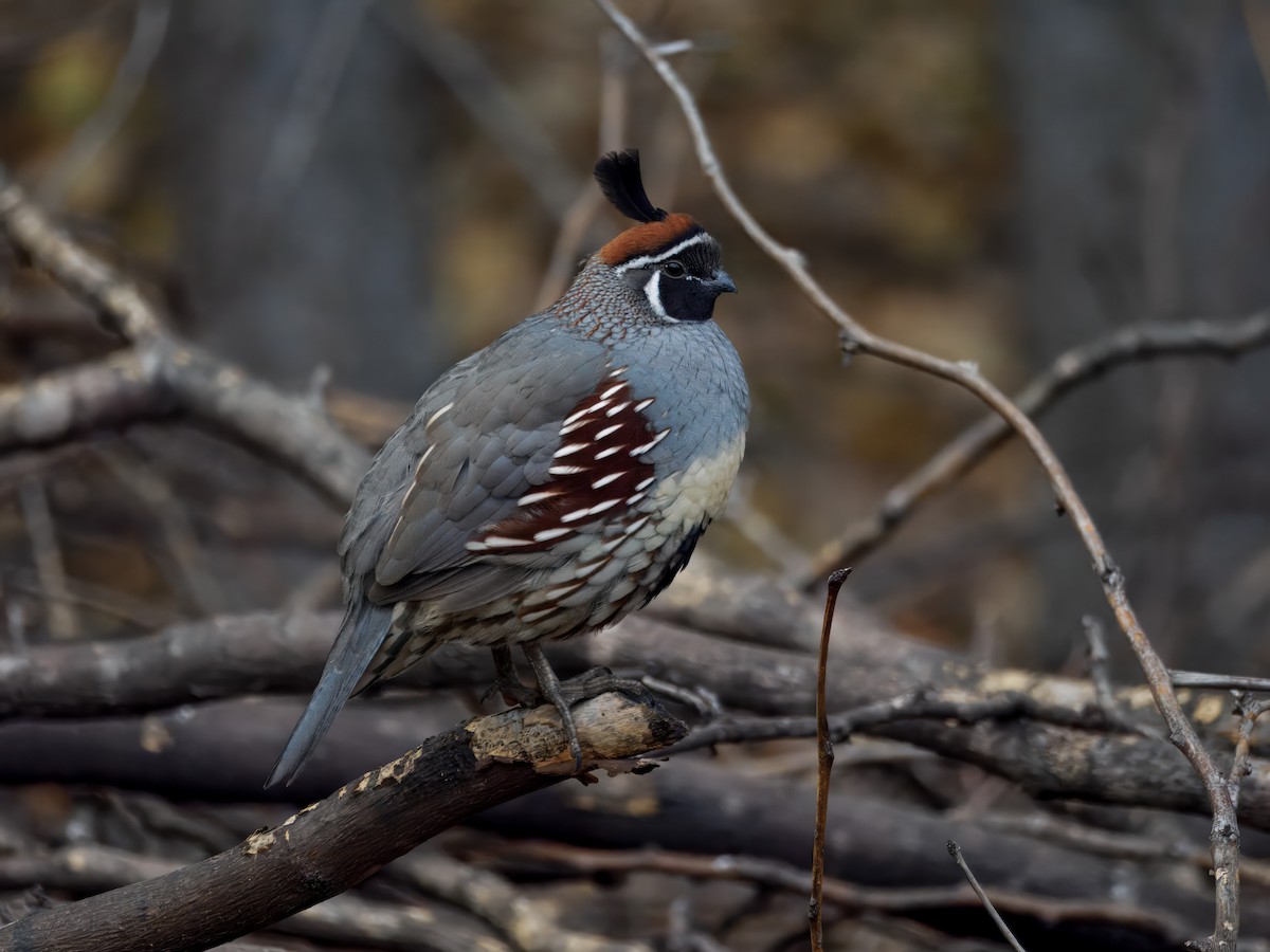 Gambel's Quail - ML646143470