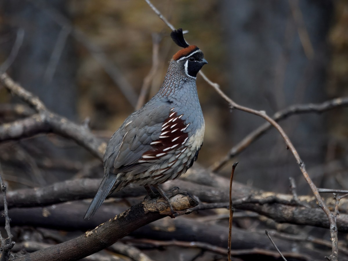 Gambel's Quail - ML646143471
