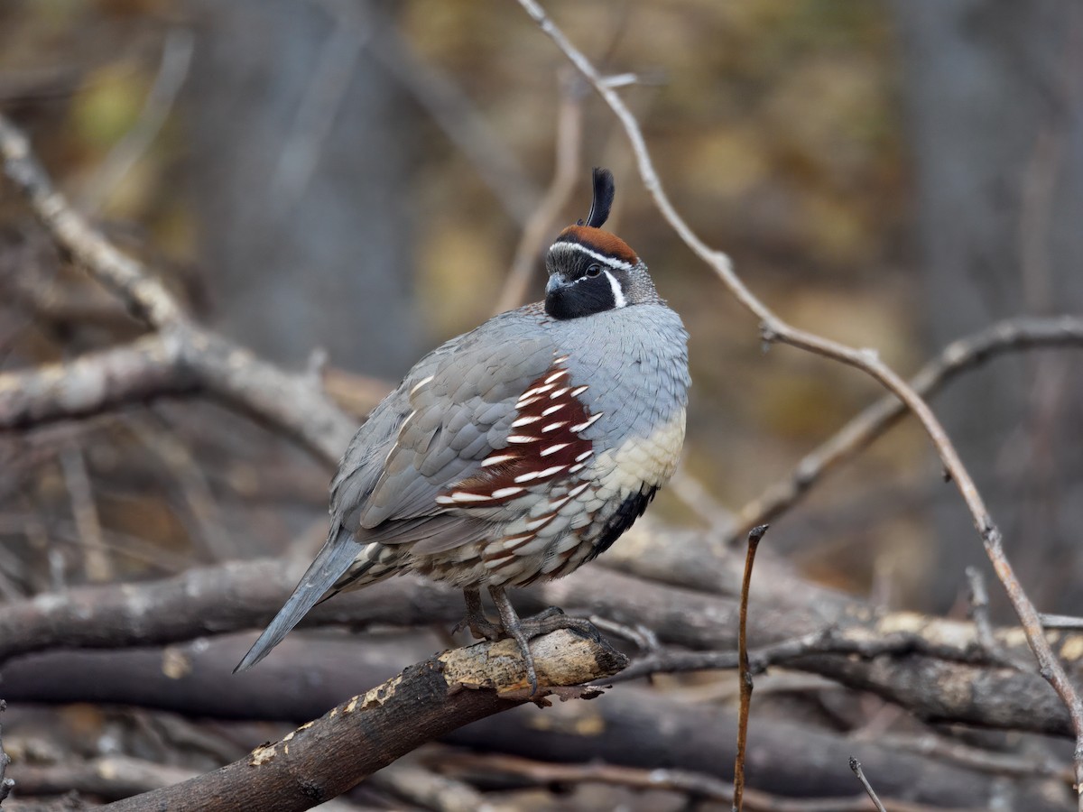 Gambel's Quail - ML646143472