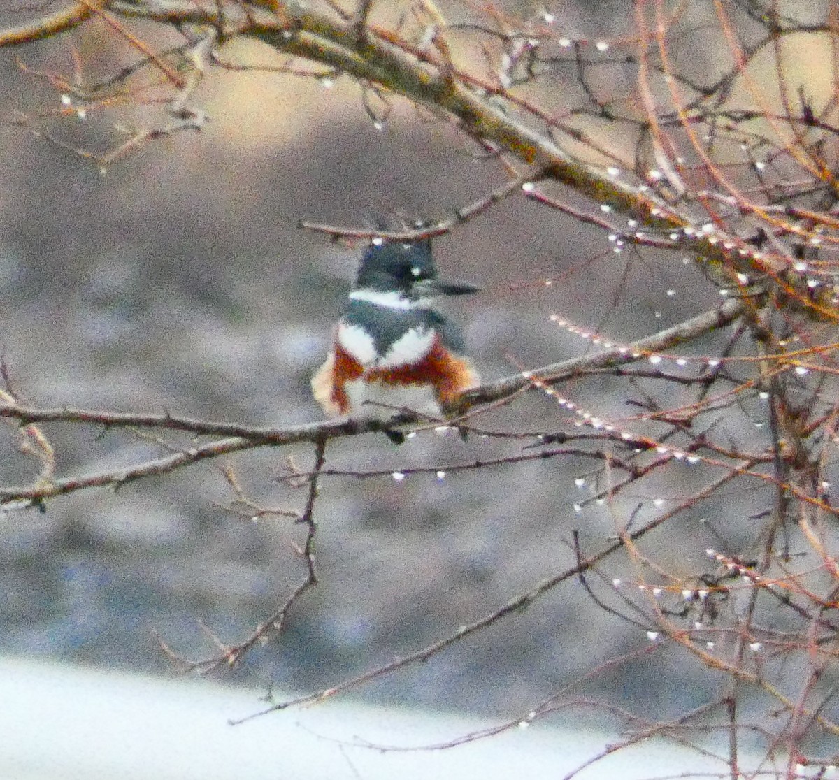 Belted Kingfisher - ML646143473