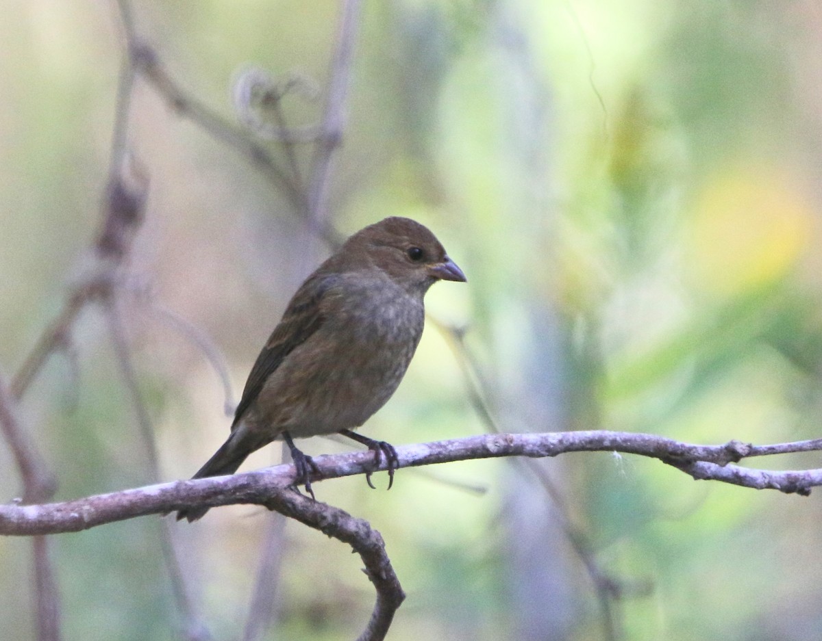 Indigo Bunting - ML646143475