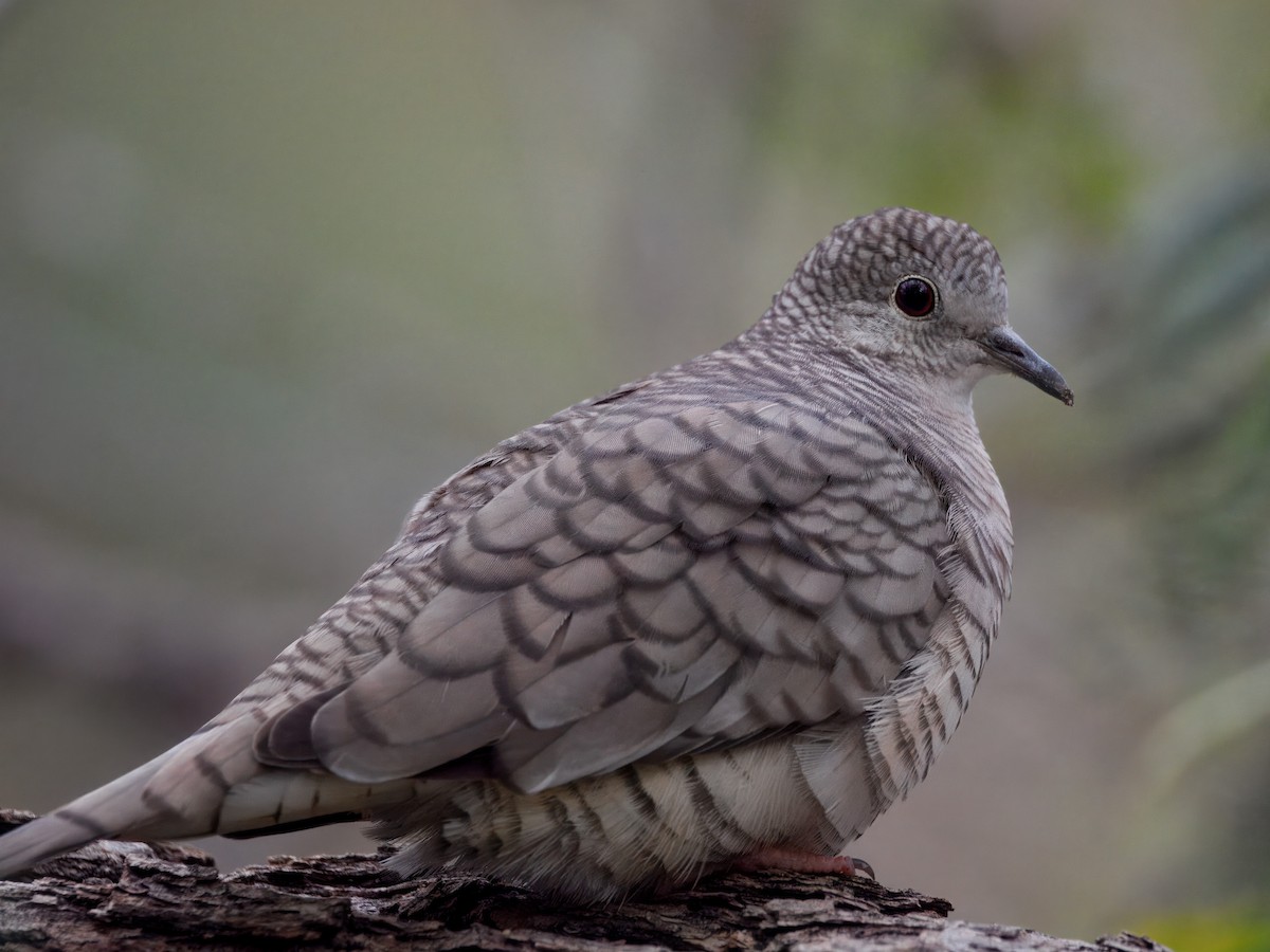Inca Dove - ML646143478