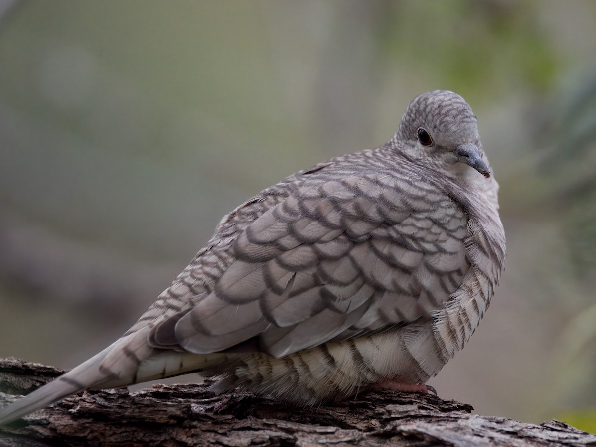 Inca Dove - ML646143479