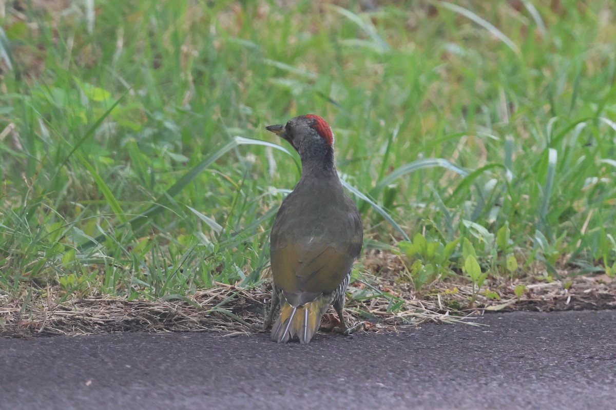 Japanese Woodpecker - ML646143480