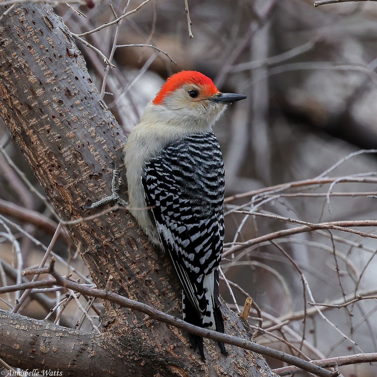 Red-bellied Woodpecker - ML646143481