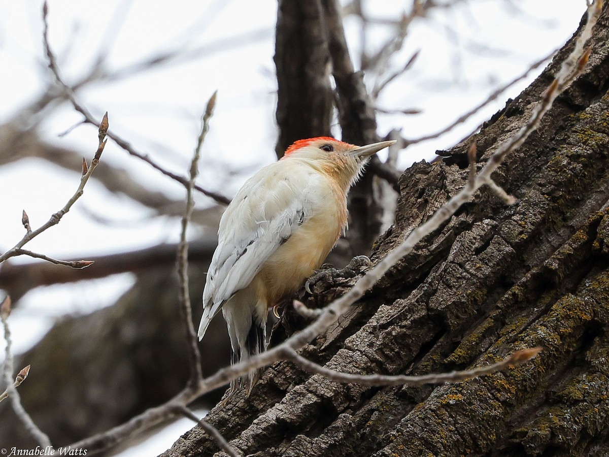 Red-bellied Woodpecker - ML646143482