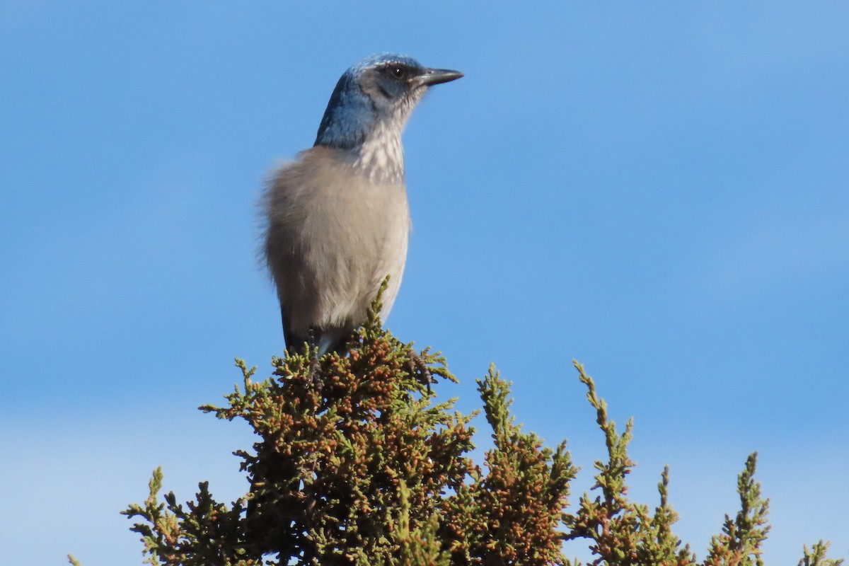 sojka vnitrozemská - ML646143483