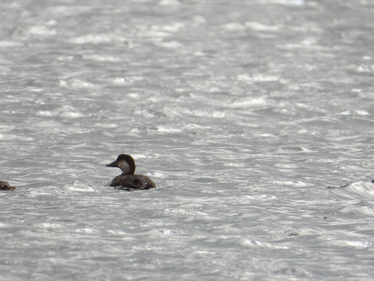 amerikasvartand - ML646143486