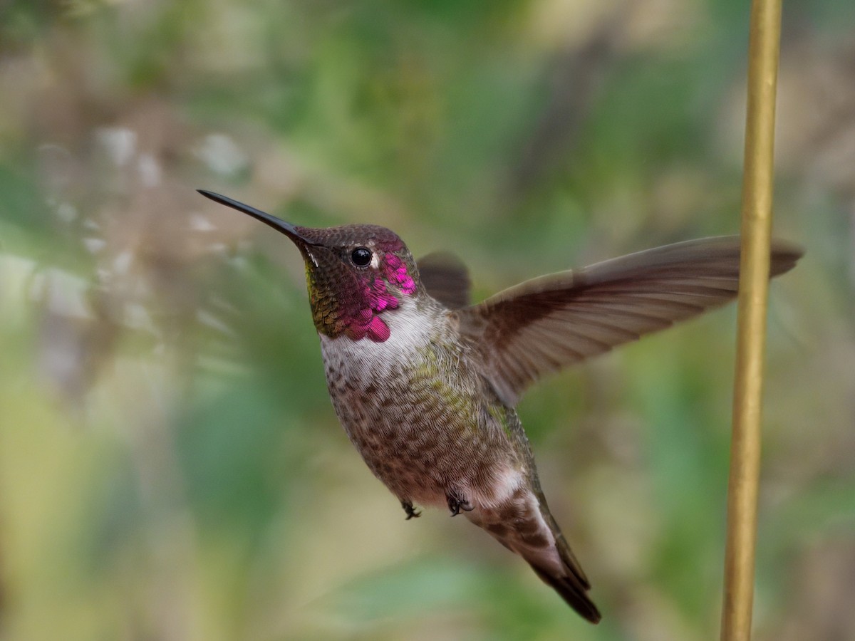 Anna's Hummingbird - ML646143487