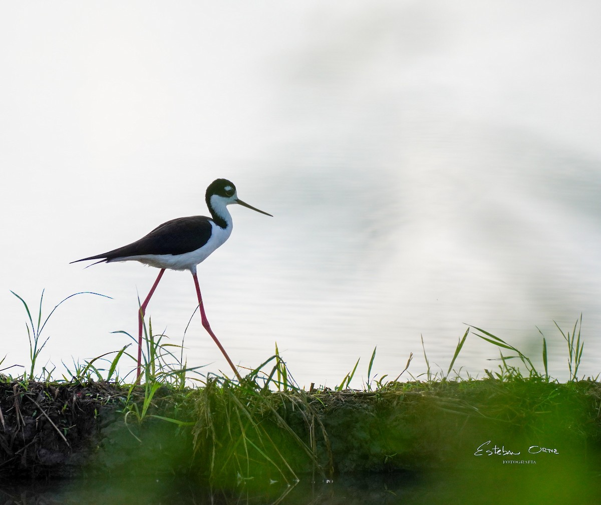 Black-necked Stilt - ML646143488