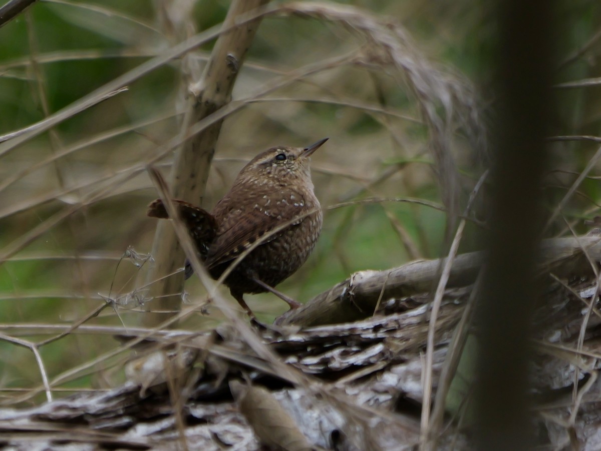 フユミソサザイ - ML646143490