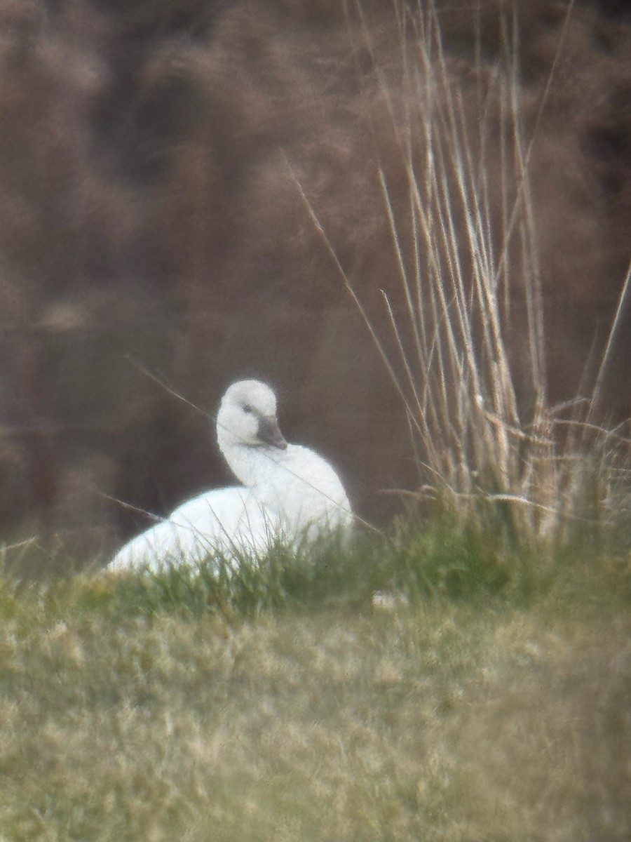Ross's Goose - ML646143491