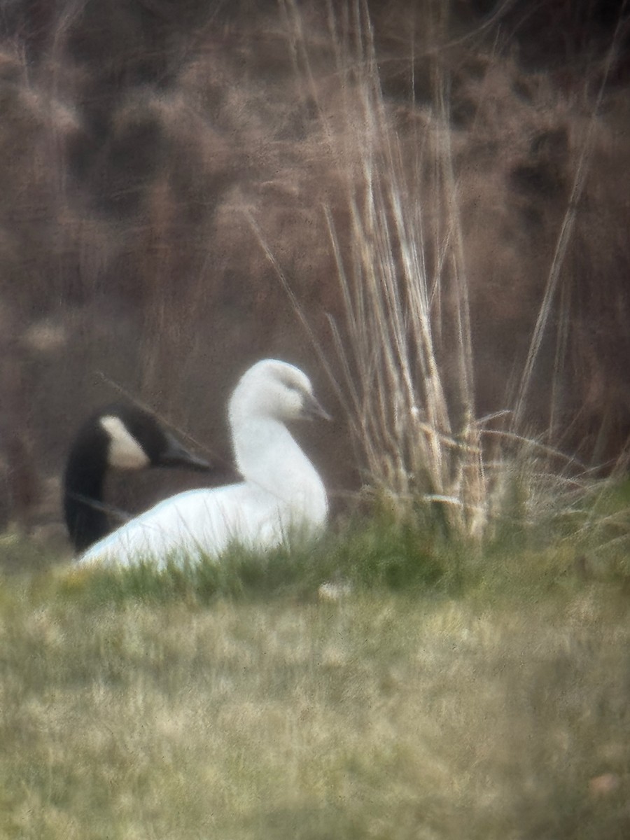 Ross's Goose - ML646143492