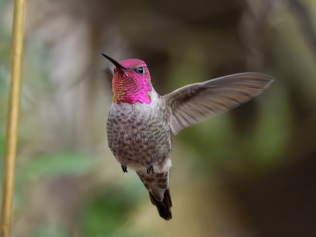 Anna's Hummingbird - ML646143499