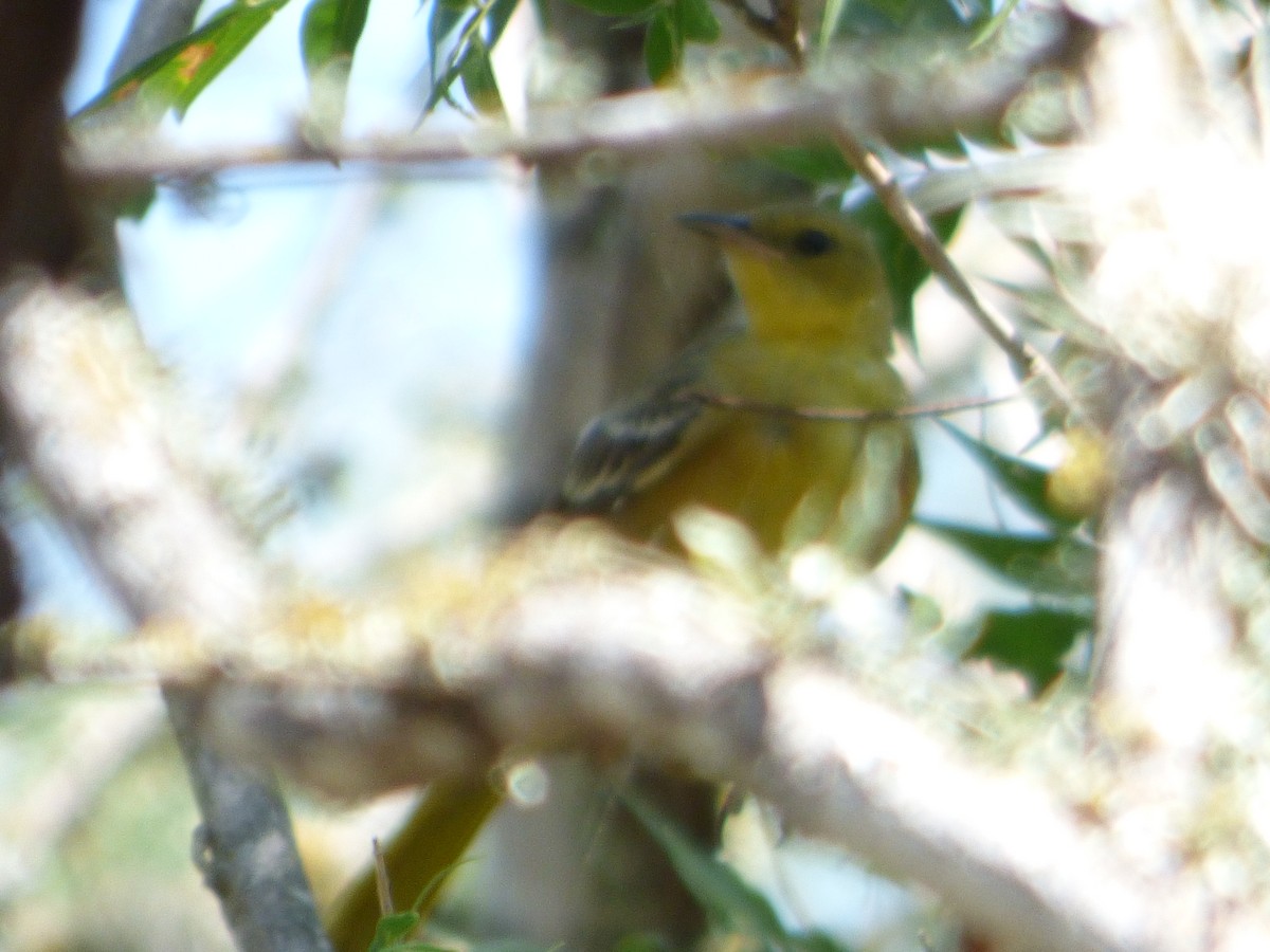Hooded Oriole - ML646143502