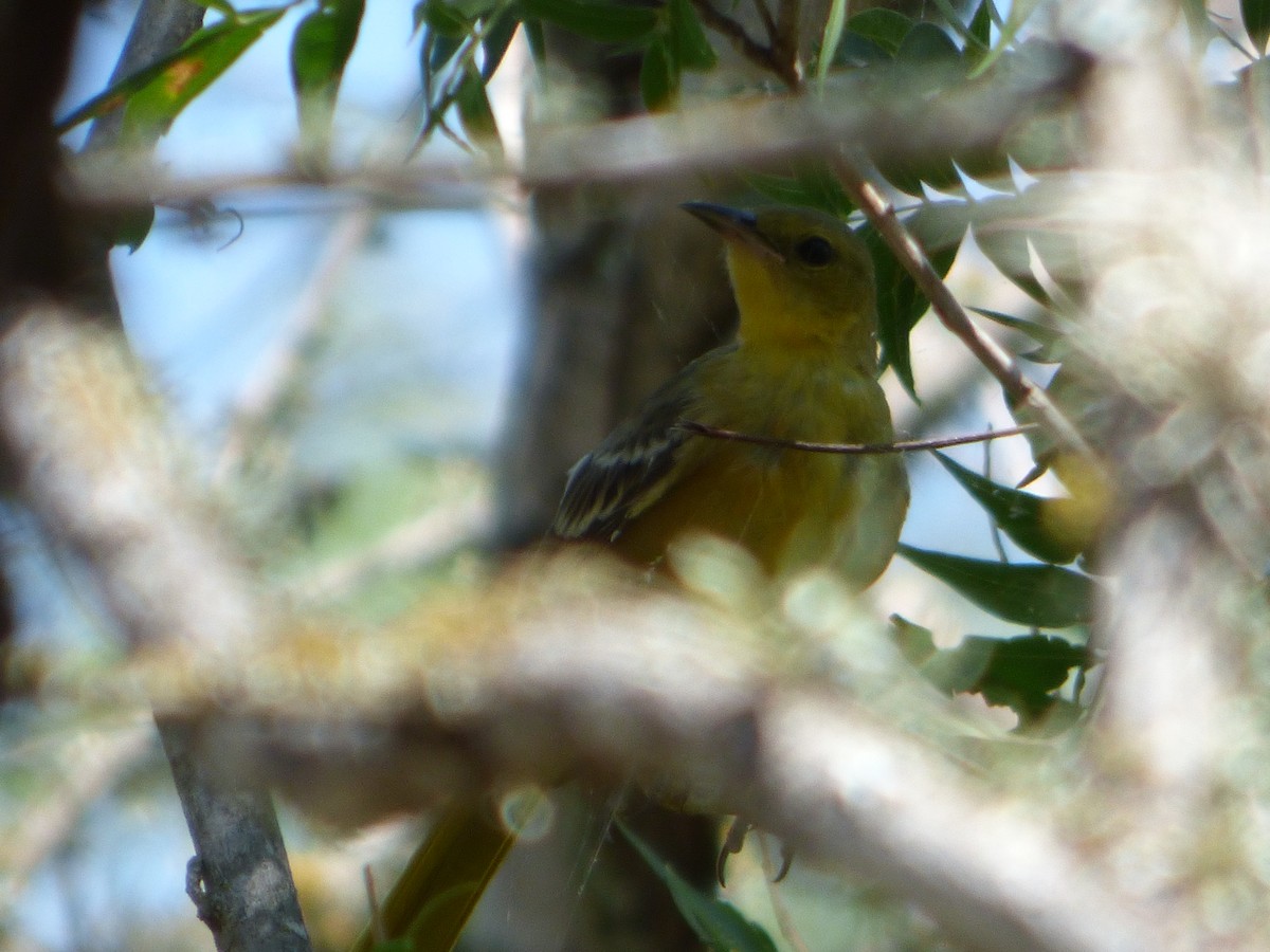 Hooded Oriole - ML646143503