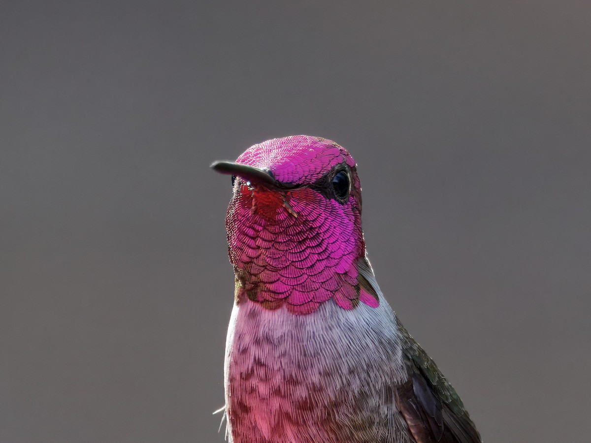 Anna's Hummingbird - ML646143507