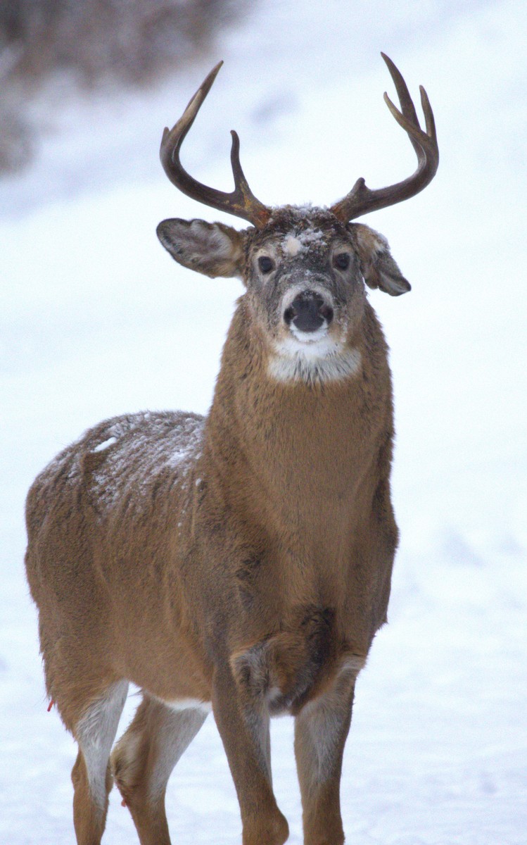 Dakota White-tailed Deer - ML646143509