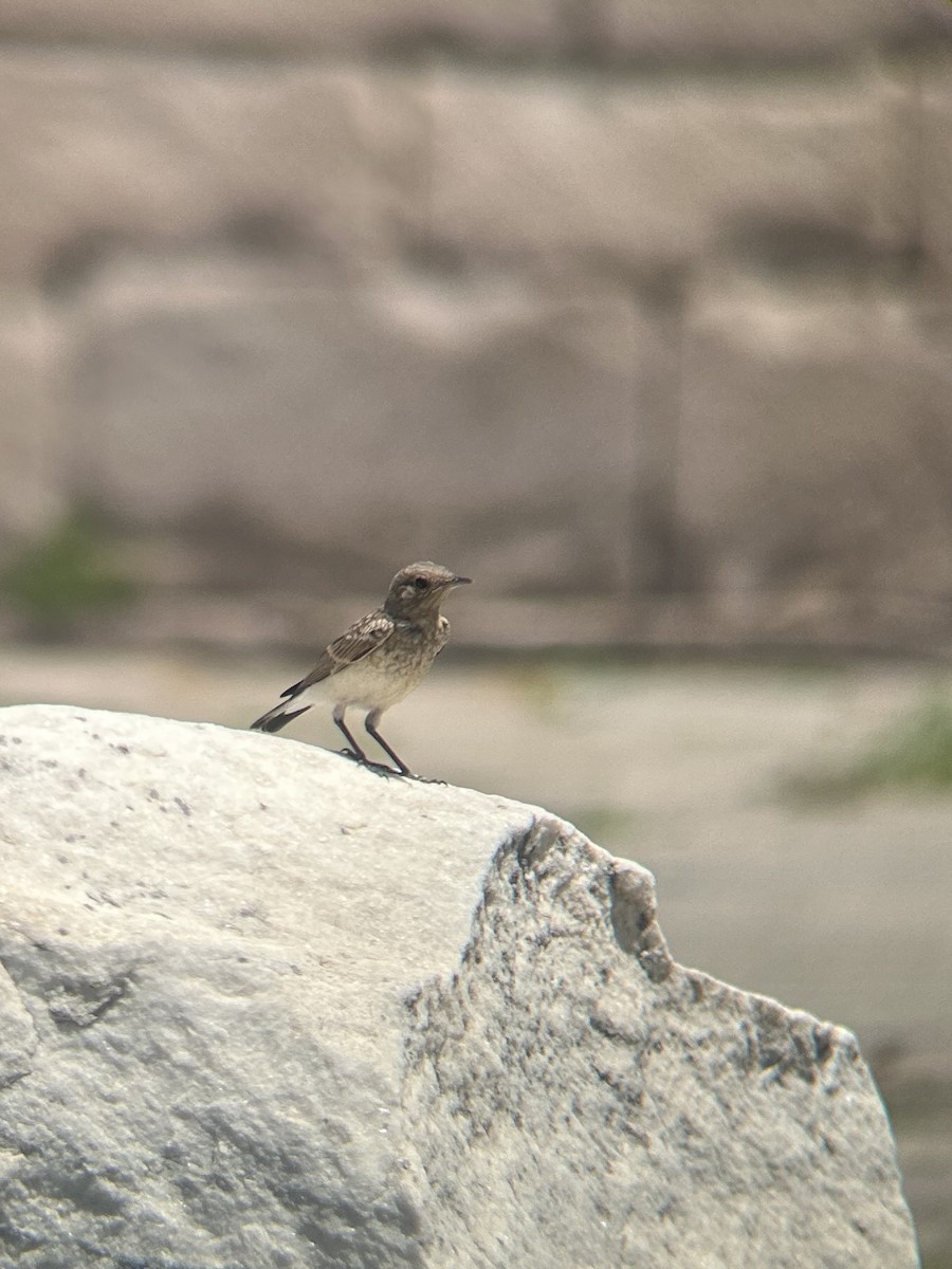 Eastern Black-eared Wheatear - ML646143511