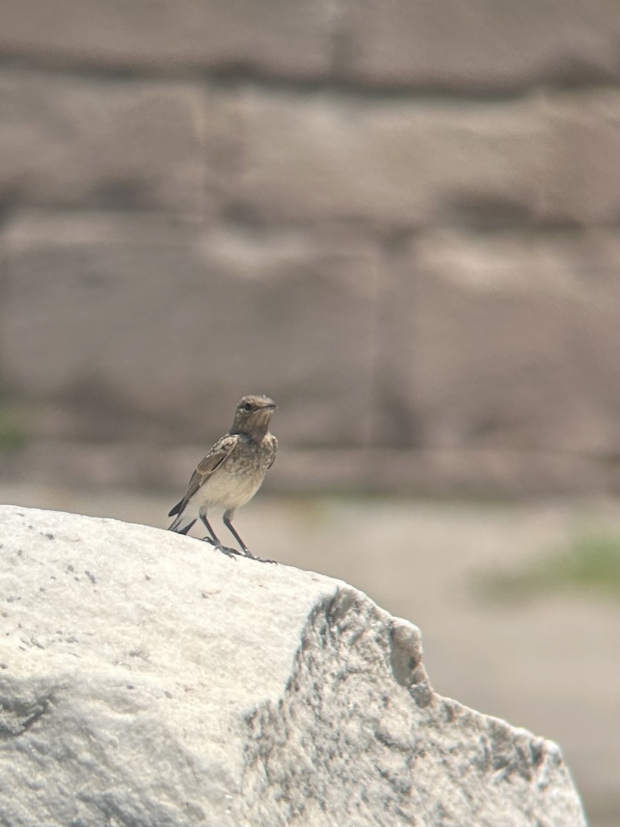 Eastern Black-eared Wheatear - ML646143512