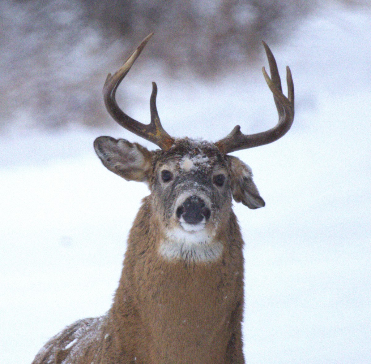 White-tailed Deer - ML646143517