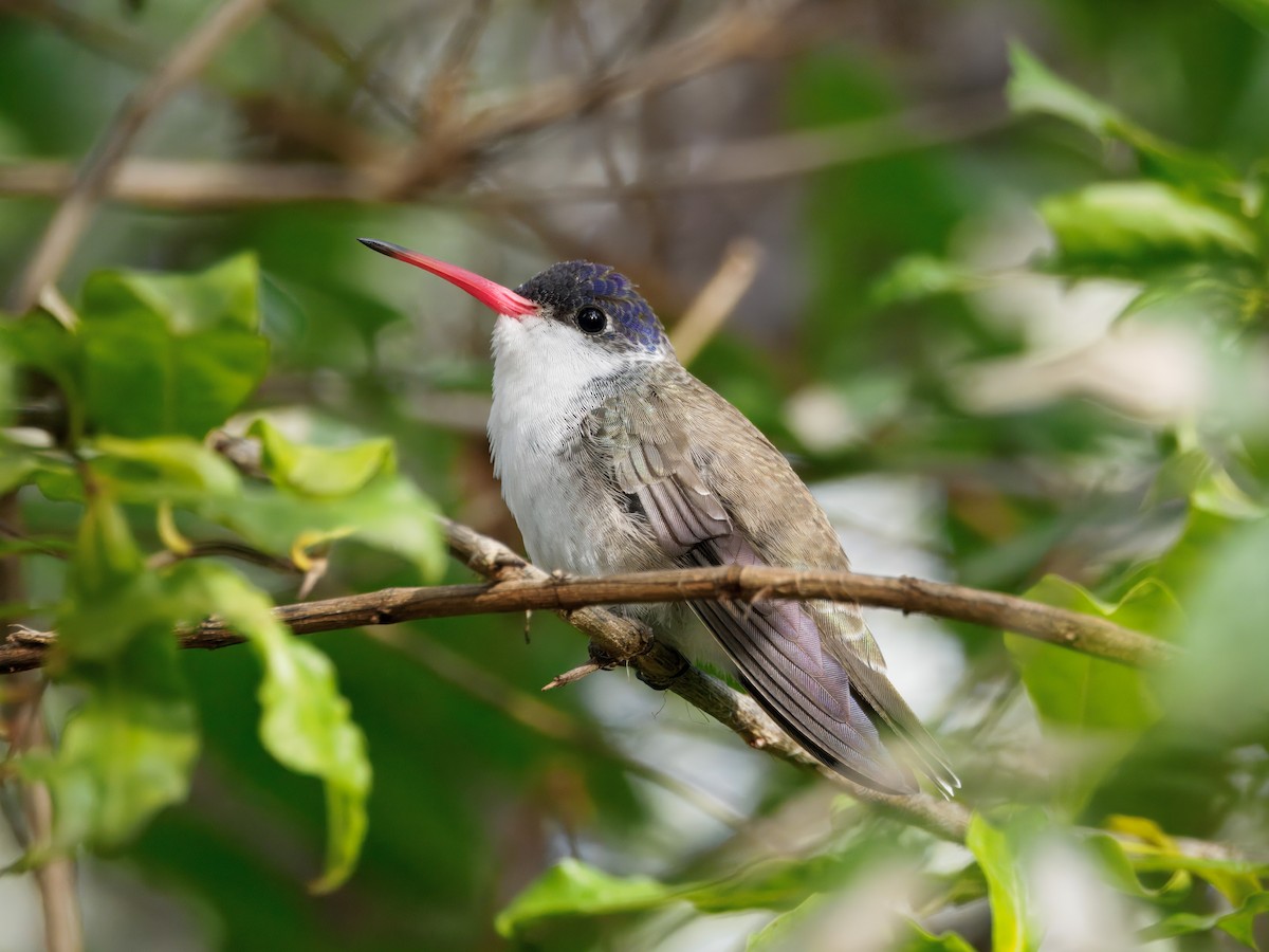 Violet-crowned Hummingbird - ML646143519