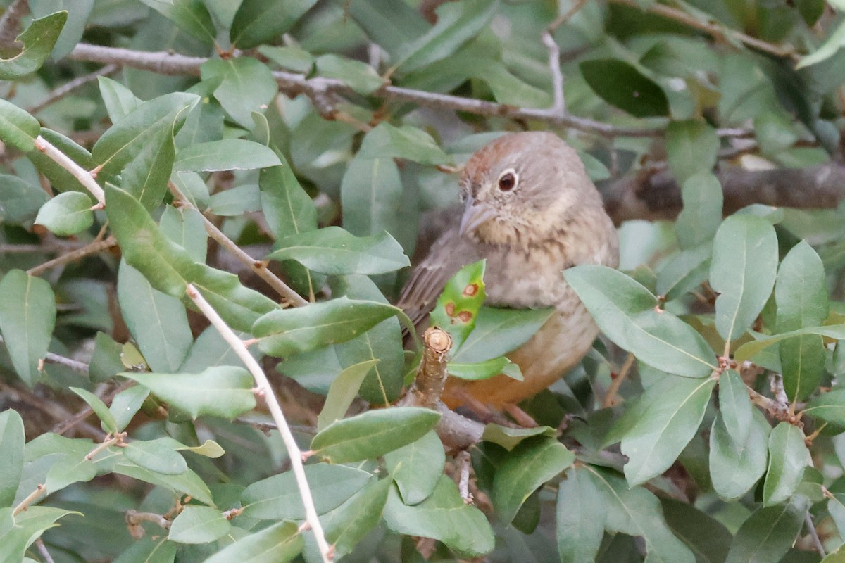 Canyon Towhee - ML646143521