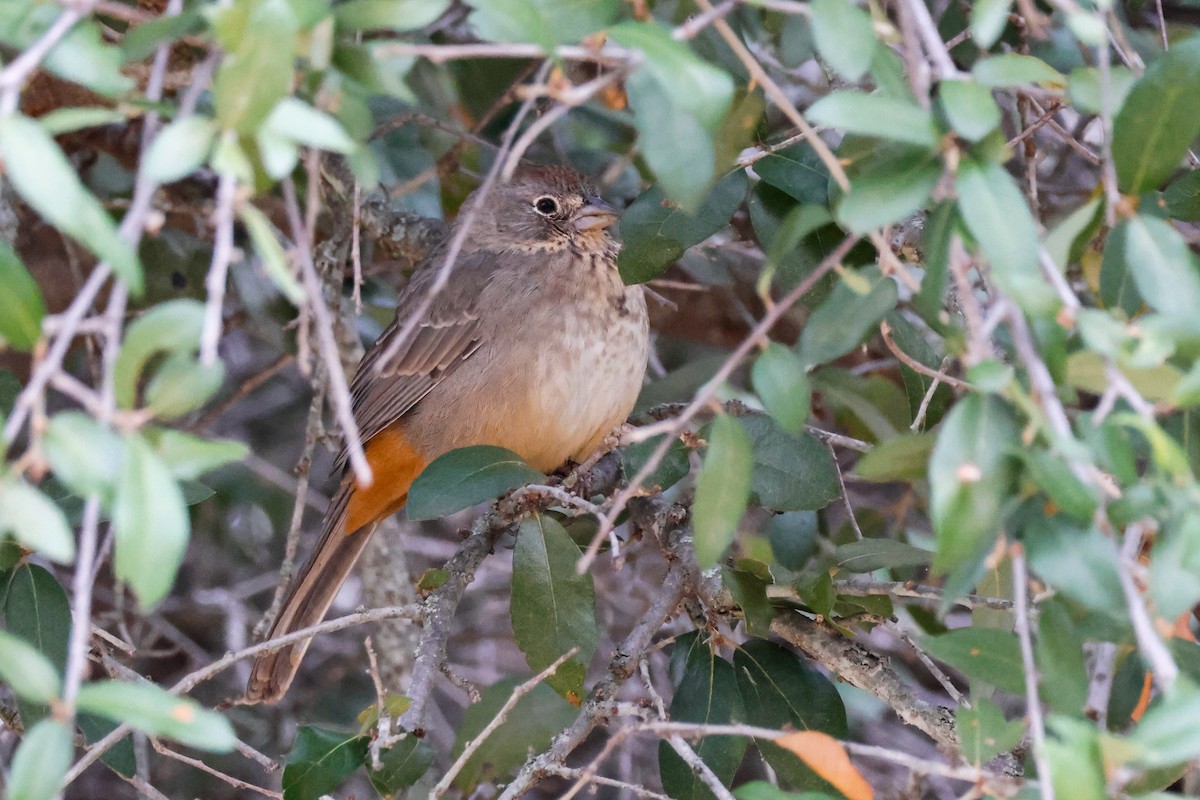 Canyon Towhee - ML646143522
