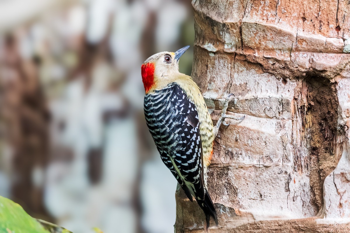 Red-crowned Woodpecker - ML646143524
