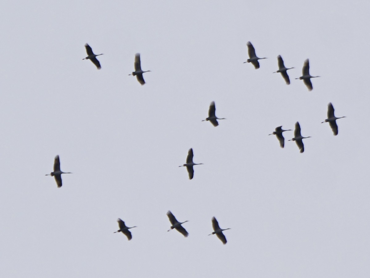 カナダヅル - ML646143527