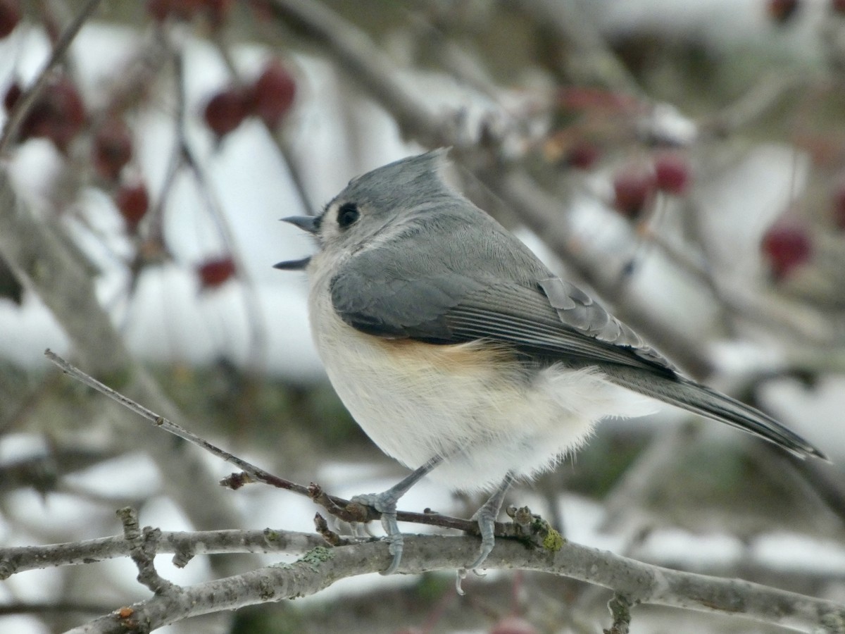 Tufted Titmouse - ML646143528