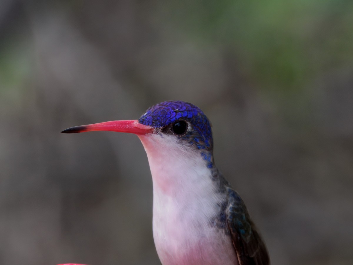Violet-crowned Hummingbird - ML646143530