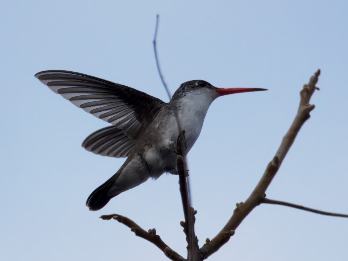 Violet-crowned Hummingbird - ML646143531