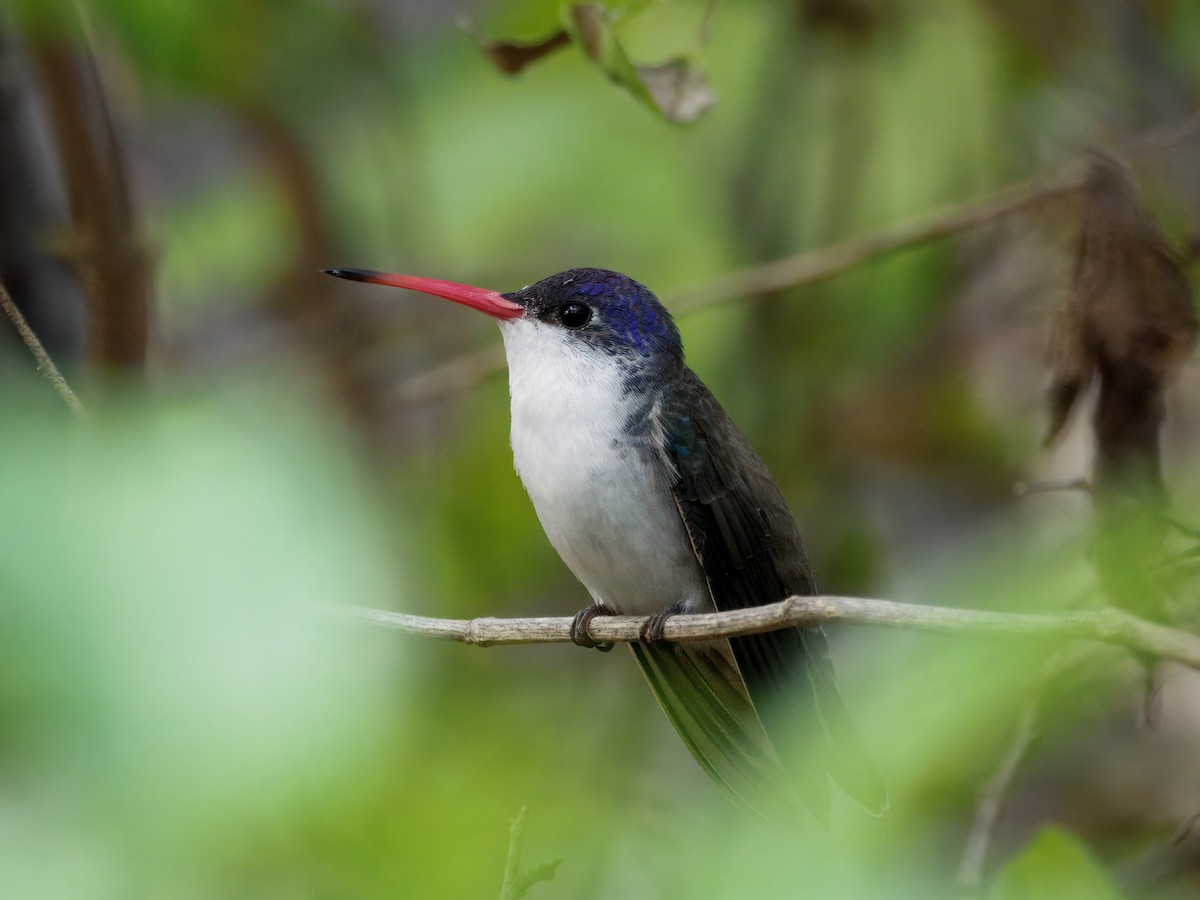 Violet-crowned Hummingbird - ML646143532
