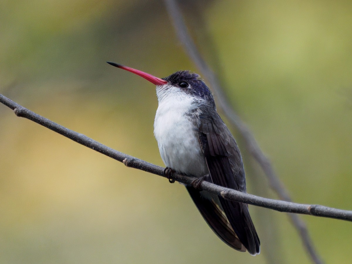 Violet-crowned Hummingbird - ML646143533