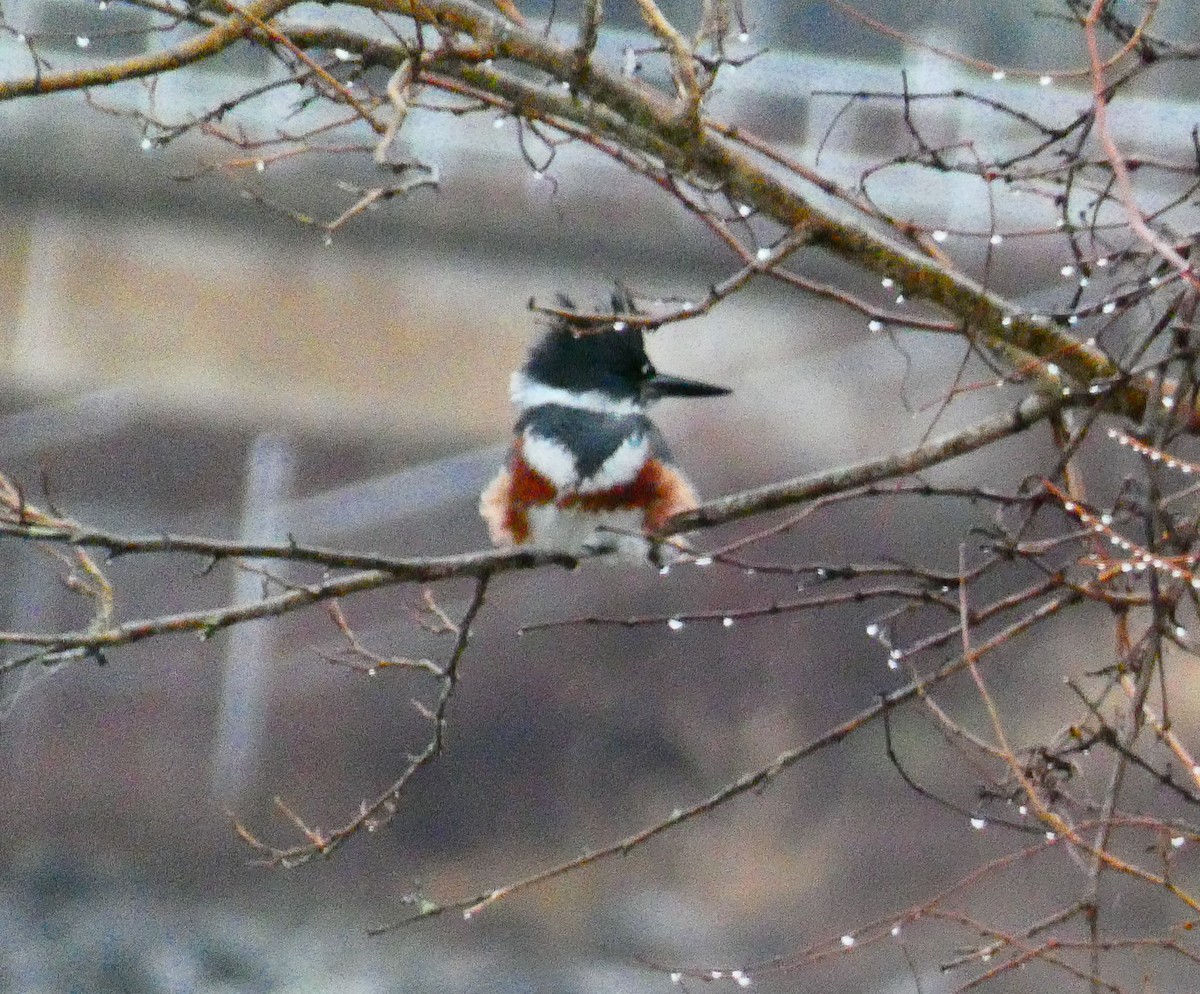Belted Kingfisher - ML646143548