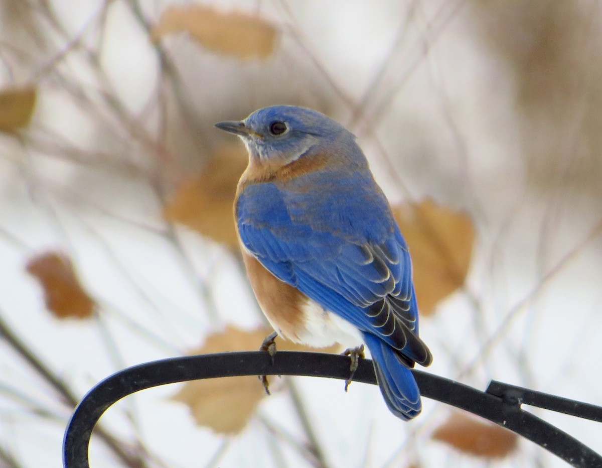 Eastern Bluebird - ML646143549