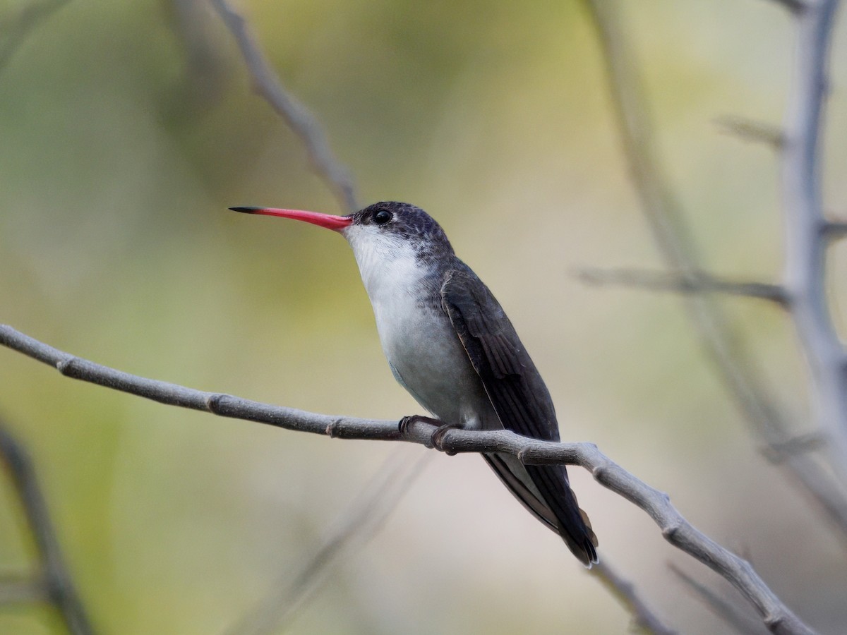 Violet-crowned Hummingbird - ML646143550