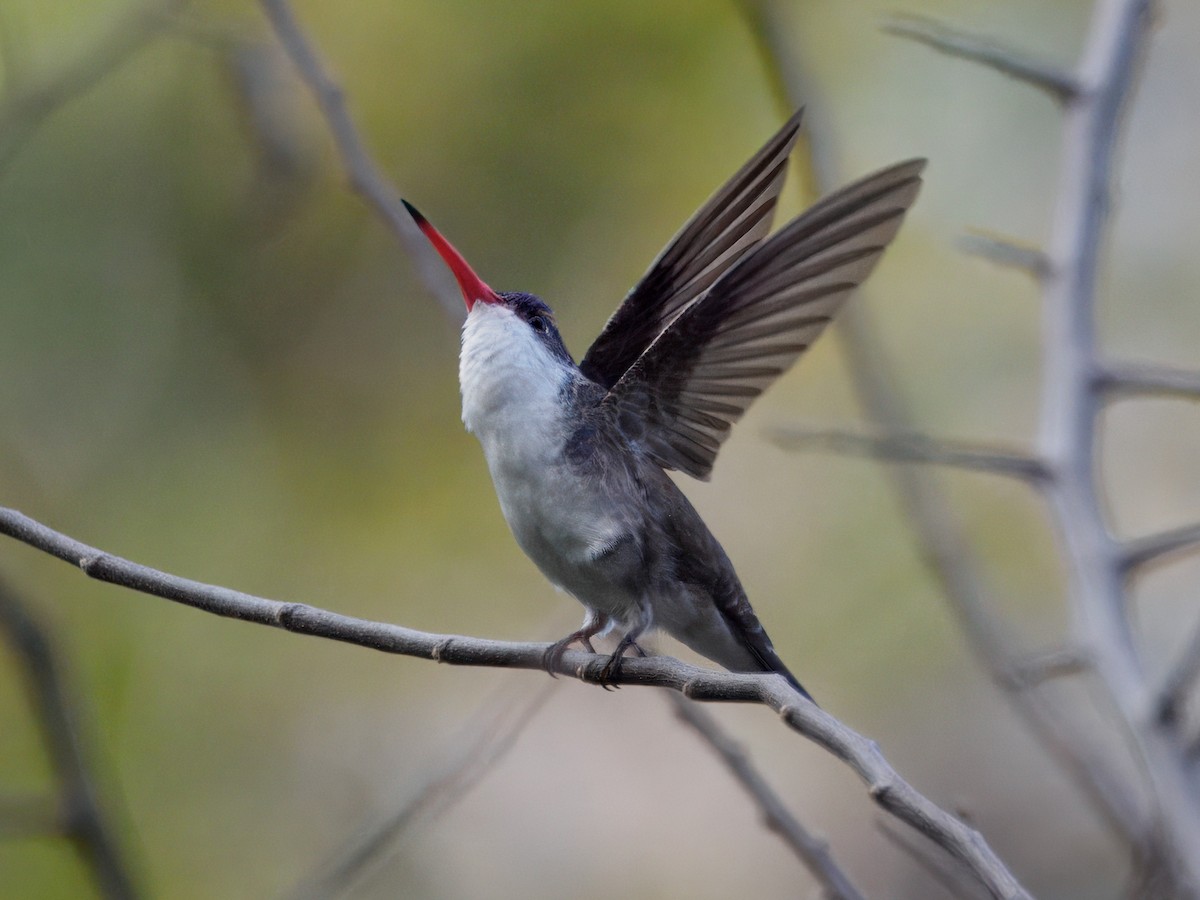 Violet-crowned Hummingbird - ML646143551