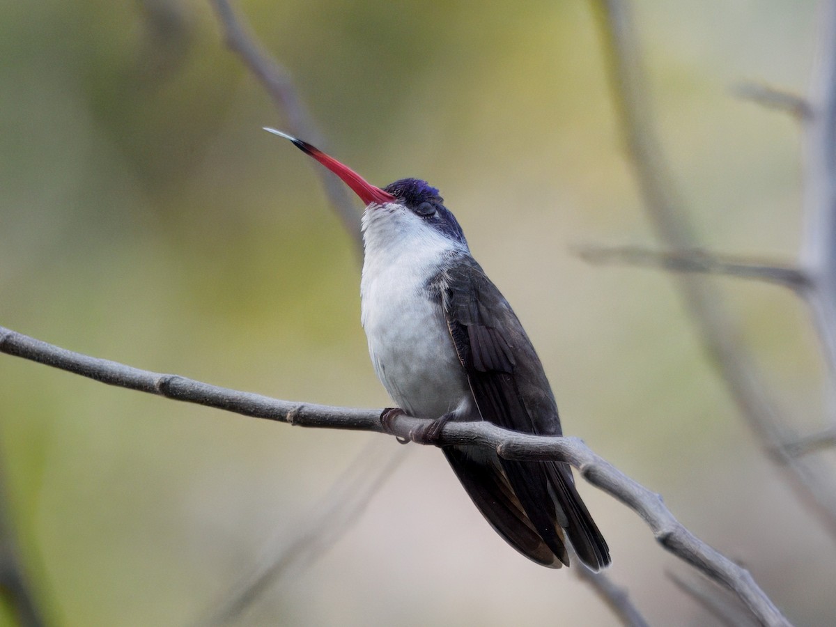 Violet-crowned Hummingbird - ML646143552