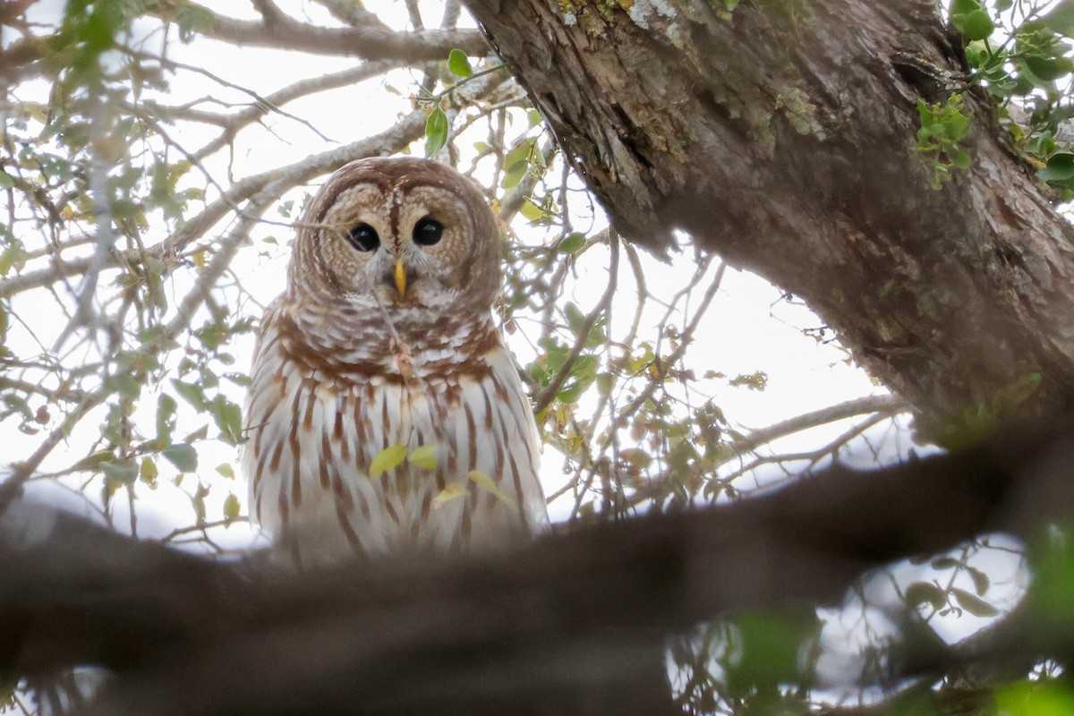 Barred Owl - ML646143554